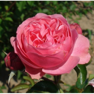 Trandafir floribund  Leonardo da Vinci  C4